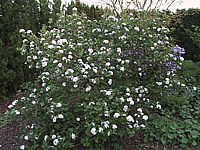 Viburnum%20carlesii%2001.JPG