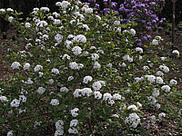Viburnum%20carlesii%2002.jpg
