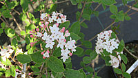 Viburnum%20carlesii%20Aurora%2001.JPG