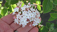 Viburnum%20carlesii%20Aurora%2002.JPG