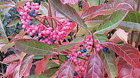 Viburnum%20nudum%20Pink%20Beauty%2003%20Beeren%20rosa+blau.JPG