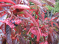 Viburnum%20nudum%20Pink%20Beauty%2004.JPG
