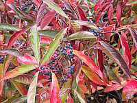 Viburnum%20nudum%20Pink%20Beauty%2005.JPG