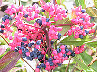 Viburnum%20nudum%20Pink%20Beauty%2006.jpg