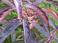 Viburnum%20nudum%20Pink%20Beauty%2007.jpg