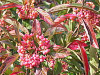 Viburnum%20nudum%20Pink%20Beauty%2010.JPG