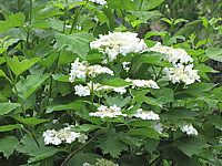 Viburnum%20opulus%2001%20Blueten.JPG