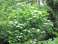 Viburnum%20opulus%2003%20Strauch.JPG