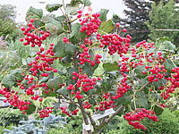 Viburnum%20opulus%20Compactum.jpg