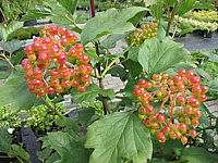 Viburnum%20opulus%20Nanum%2001%20Beeren%20fast%20rot.JPG