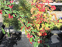 Viburnum%20opulus%20Nanum%2002%20mit%20Beeren.JPG