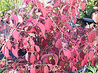 Viburnum%20plicatum%2001.JPG