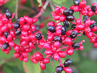 Viburnum%20plicatum%2003.jpg