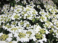 Viburnum%20plicatum%2005%20Blueten%20nah.JPG