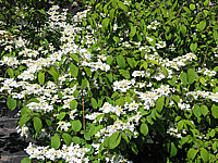 Viburnum%20plicatum%20Cascade%2001.JPG