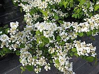 Viburnum%20plicatum%20Cascade%2003.JPG