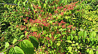 Viburnum%20plicatum%20Cascade%2004%20Beeren.JPG