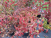 Viburnum%20plicatum%20Cascade%2005%20Herbst.JPG