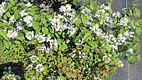 Viburnum%20plicatum%20Cascade%2009.JPG