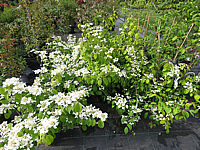 Viburnum%20plicatum%20Cascade%20links%20+%20rechts%20Kilimandjaro.JPG
