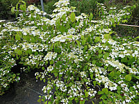 Viburnum%20plicatum%20Kilimandjaro%2000.JPG