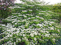 Viburnum%20plicatum%20Mariesii%2001.JPG