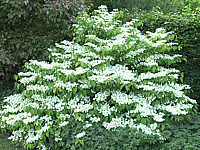 Viburnum%20plicatum%20Mariesii%2002.JPG