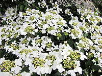Viburnum%20plicatum%20Mariesii%2003.JPG