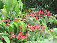 Viburnum%20plicatum%20Mariesii%2004.JPG
