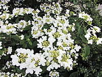 Viburnum%20plicatum%20Mariesii%2007.JPG