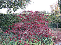 Viburnum%20plicatum%20Mariesii%2011%20Herbst3.JPG