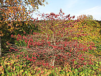 Viburnum%20plicatum%20Mariesii%2011%20Herbst4.JPG