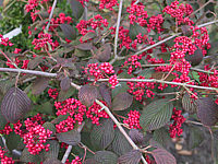 Viburnum%20plicatum%20Red%20Robin%2001%20Frucht1.JPG