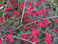 Viburnum%20plicatum%20Red%20Robin%2002%20Frucht2.JPG