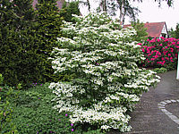 Viburnum%20plicatum%20Watanabe%2001.JPG