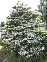 Viburnum%20plicatum%20Watanabe%2002%20-%202,5m.JPG