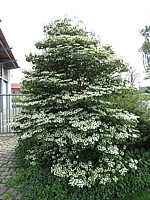 Viburnum%20plicatum%20Watanabe%2002%20Sol%202.JPG