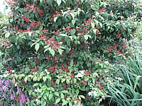 Viburnum%20plicatum%20Watanabe%2004.JPG