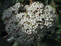 Viburnum%20pragense%20-%20Bluetenmacro.jpg