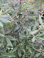 Viburnum%20pragense%2001.jpg