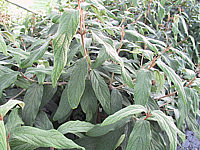 Viburnum%20rhytidophyllum%2004.jpg