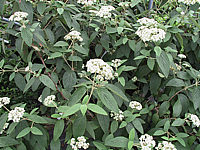 Viburnum%20rhytidophyllum%20Wanzekii%2001.JPG