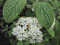 Viburnum%20rhytidophyllum%20Wanzekii%2002.JPG