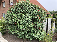Viburnum%20rhytidophyllum%20Wanzekii%2003.JPG