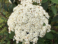 Viburnum%20rhytidophyllum%20Wanzekii%2004.JPG