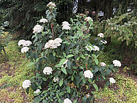 Viburnum%20rhytidophyllum%20Wanzekii%2005%20hdr.JPG