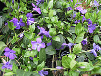 Vinca%20minor%2001%20bluehend.JPG