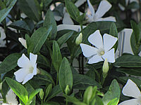 Vinca%20minor%20Alba.JPG