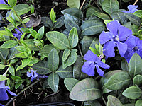 Vinca%20minor%20Flower%20Power.JPG