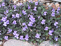 Viola%20labradorica%2002.JPG